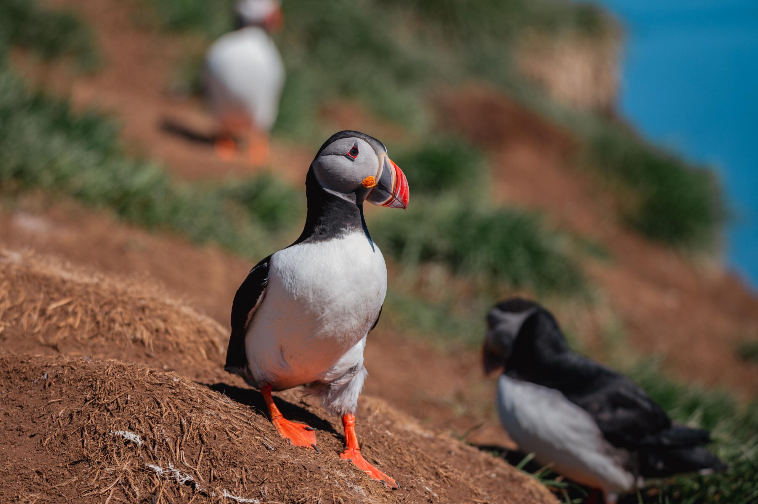 Iceland puffin hungrytravelfamily