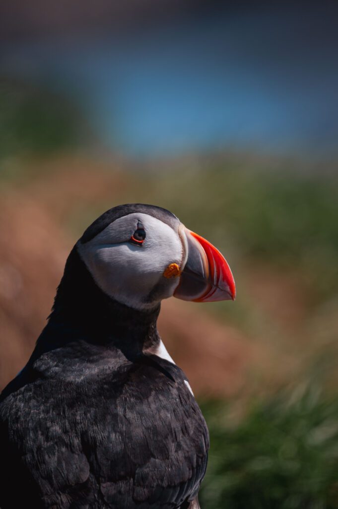 Iceland puffin Hungrytravelfamily