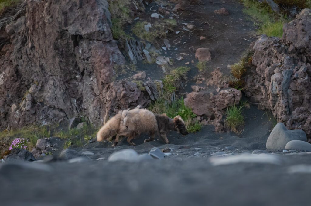 Iceland arctic fox Hungrytravelfamily