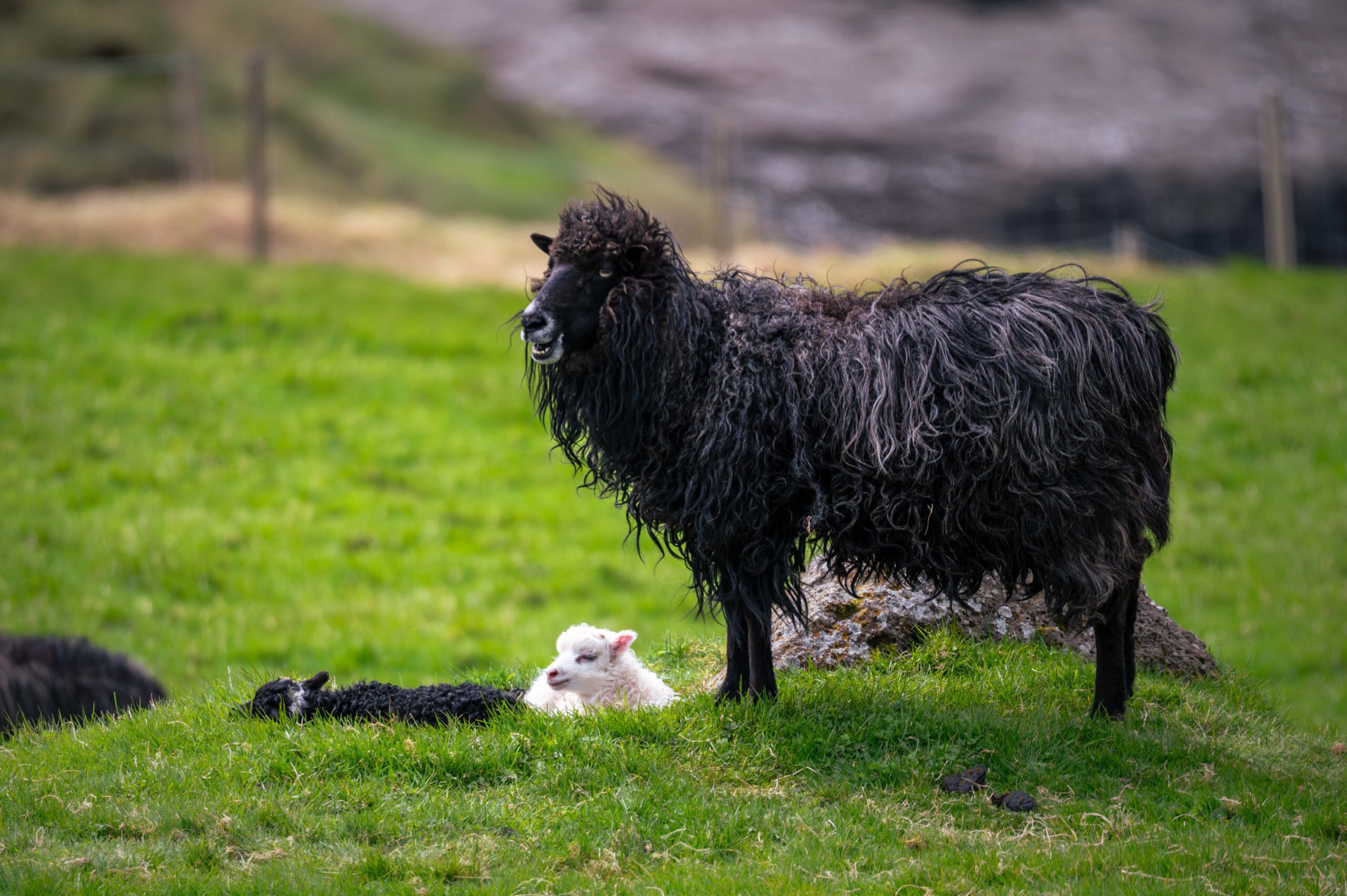 Faroe Islands Hungrytravelfamily