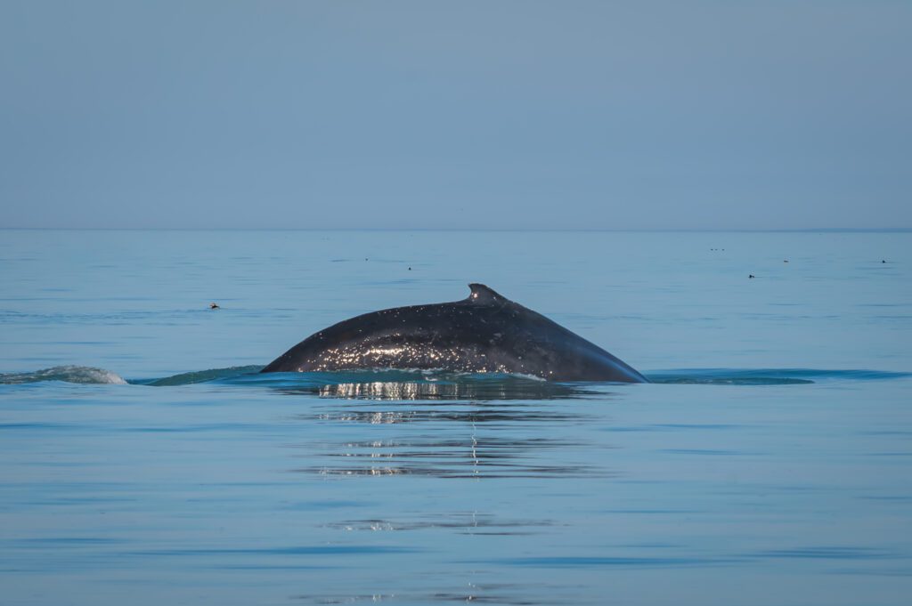 Iceland whale Hungrytravelfamily 4