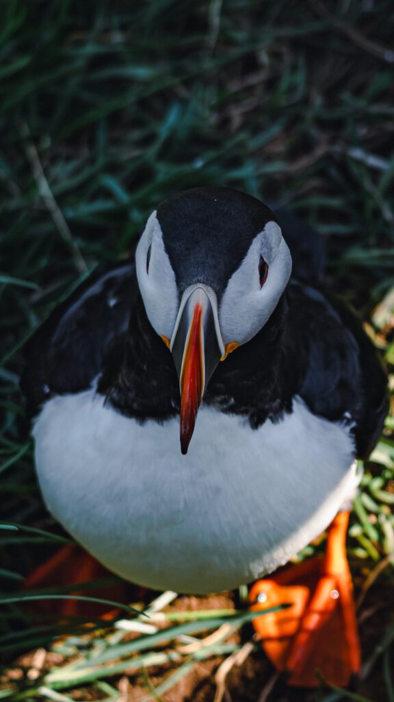 Iceland puffin hungrytravelfamily