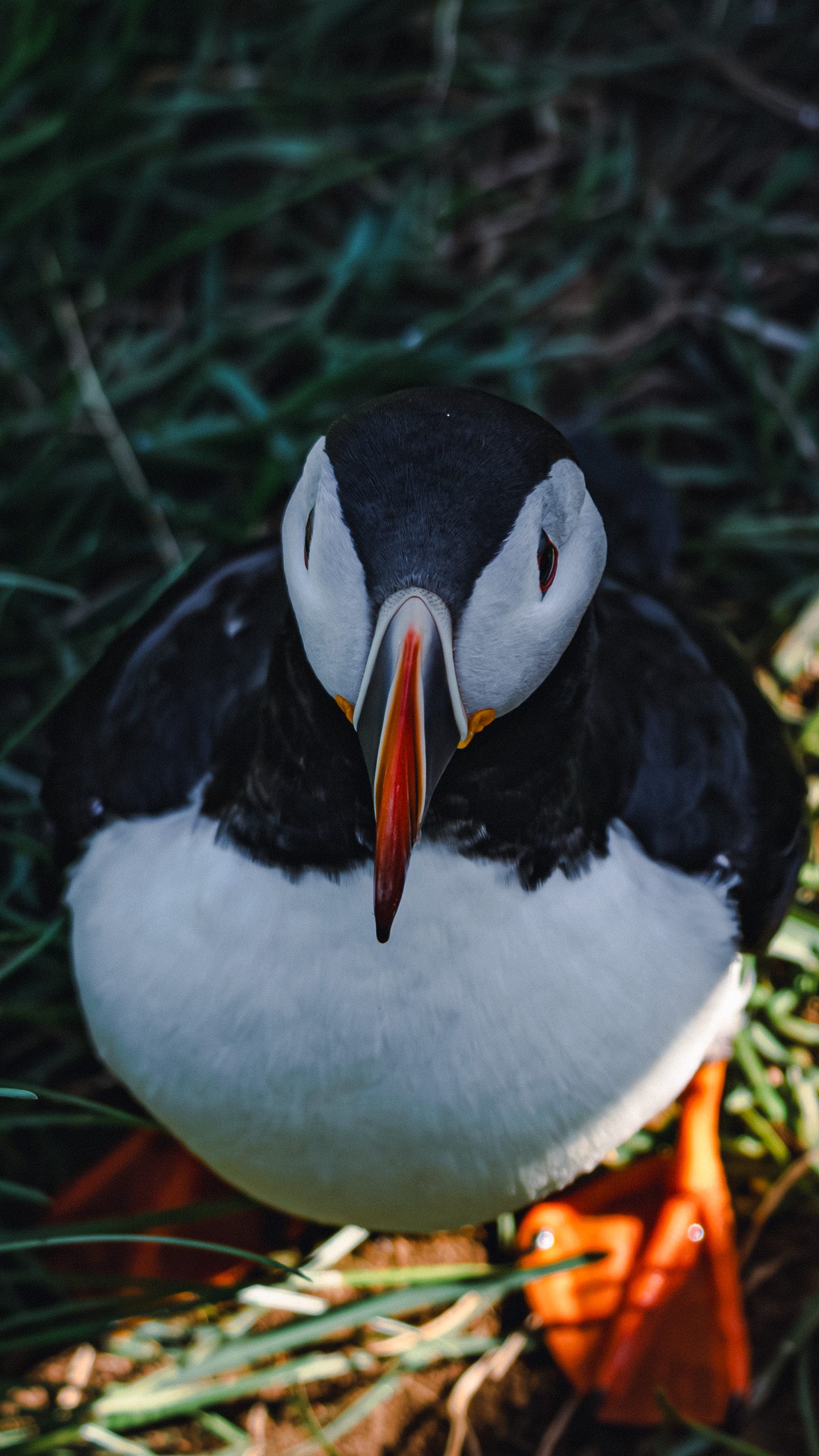 Iceland puffin hungrytravelfamily