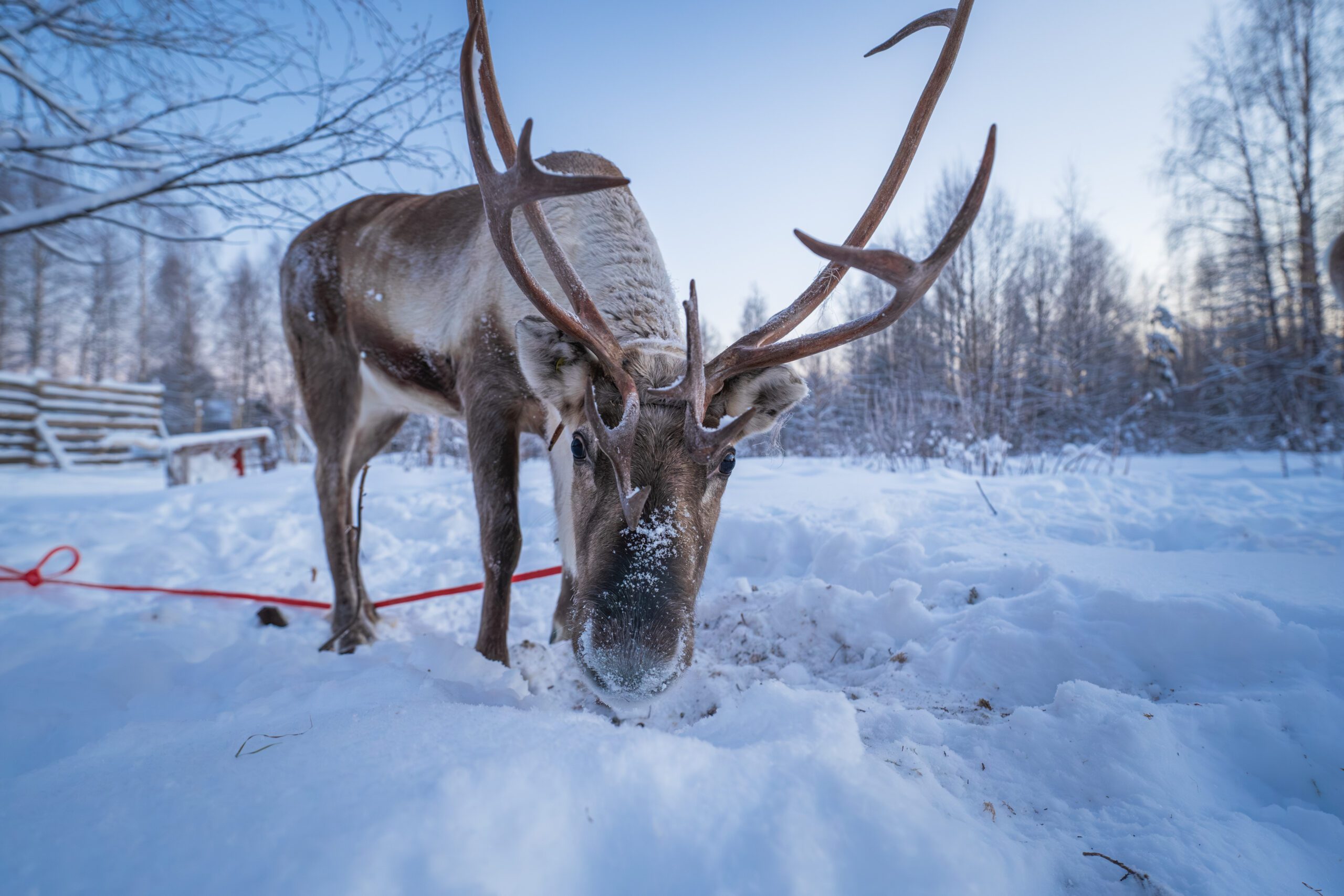 Reindeer Ride Rovaniemi Lapland Hungrytravelfamily