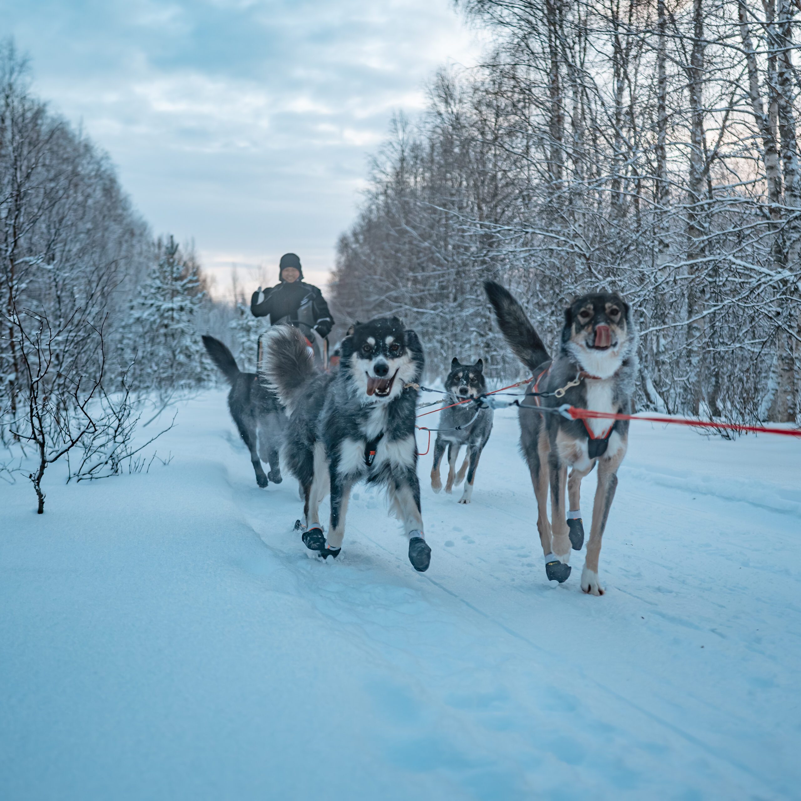 Husky tour Lapland Rovaniemi Hungrytravelfamily