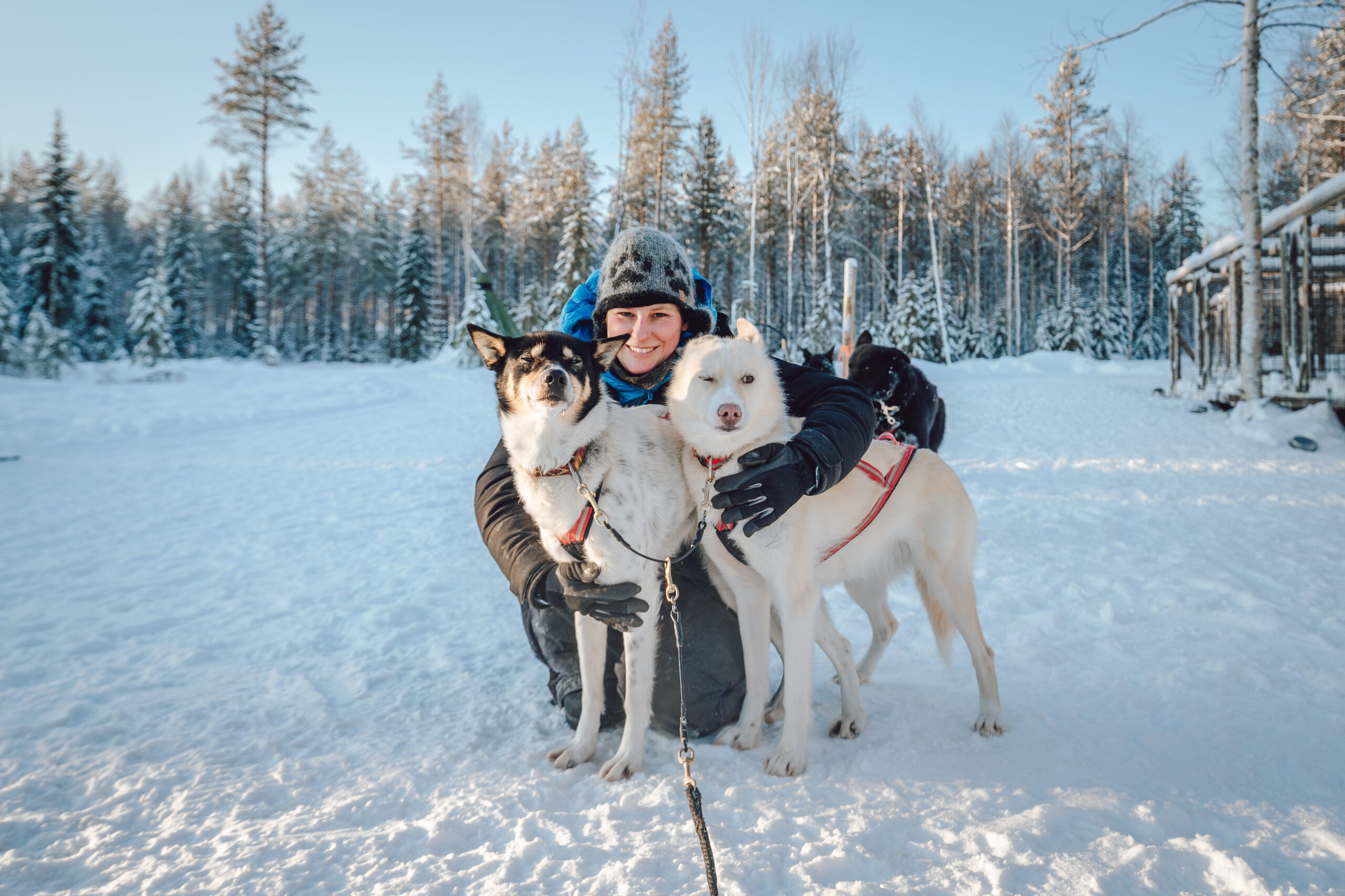 Husky tour Lapland Rovaniemi Hungrytravelfamily