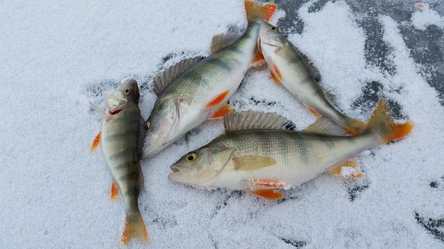 Ice Fishing Lapland Hungrytravelfamily