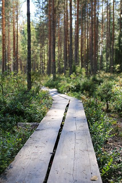 Camping finland Hungrytravelfamily