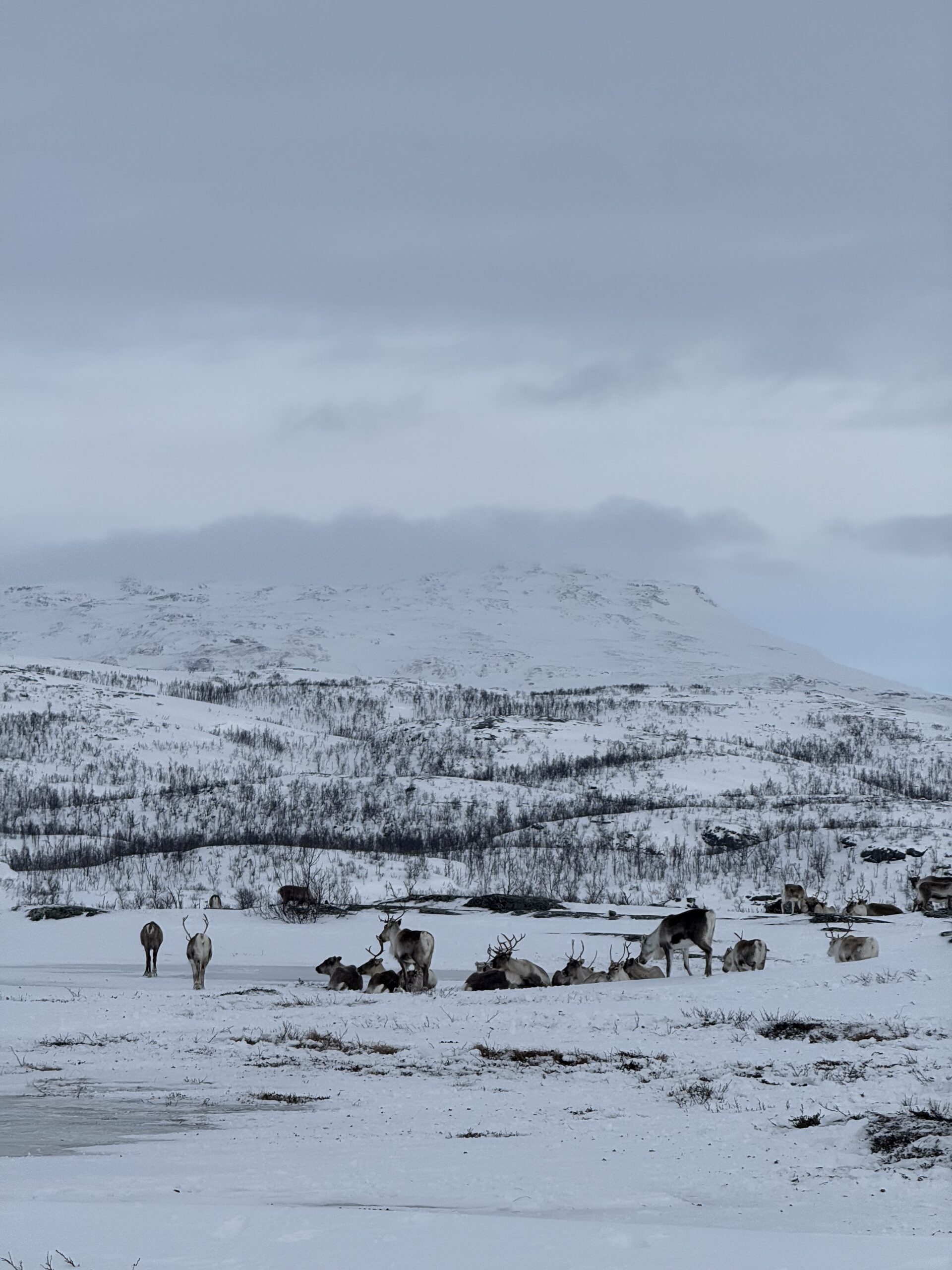 Sweden Lapland winter reindeer Hungrytravelfamily