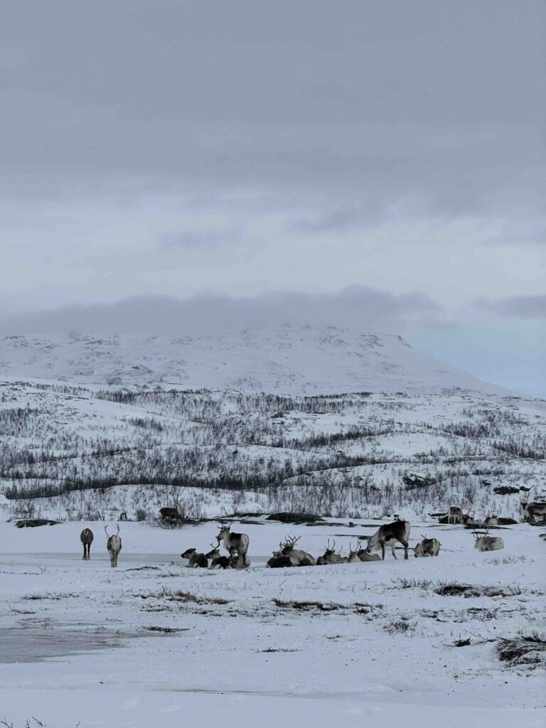 Swedish Lapland Hungrytravelfamily