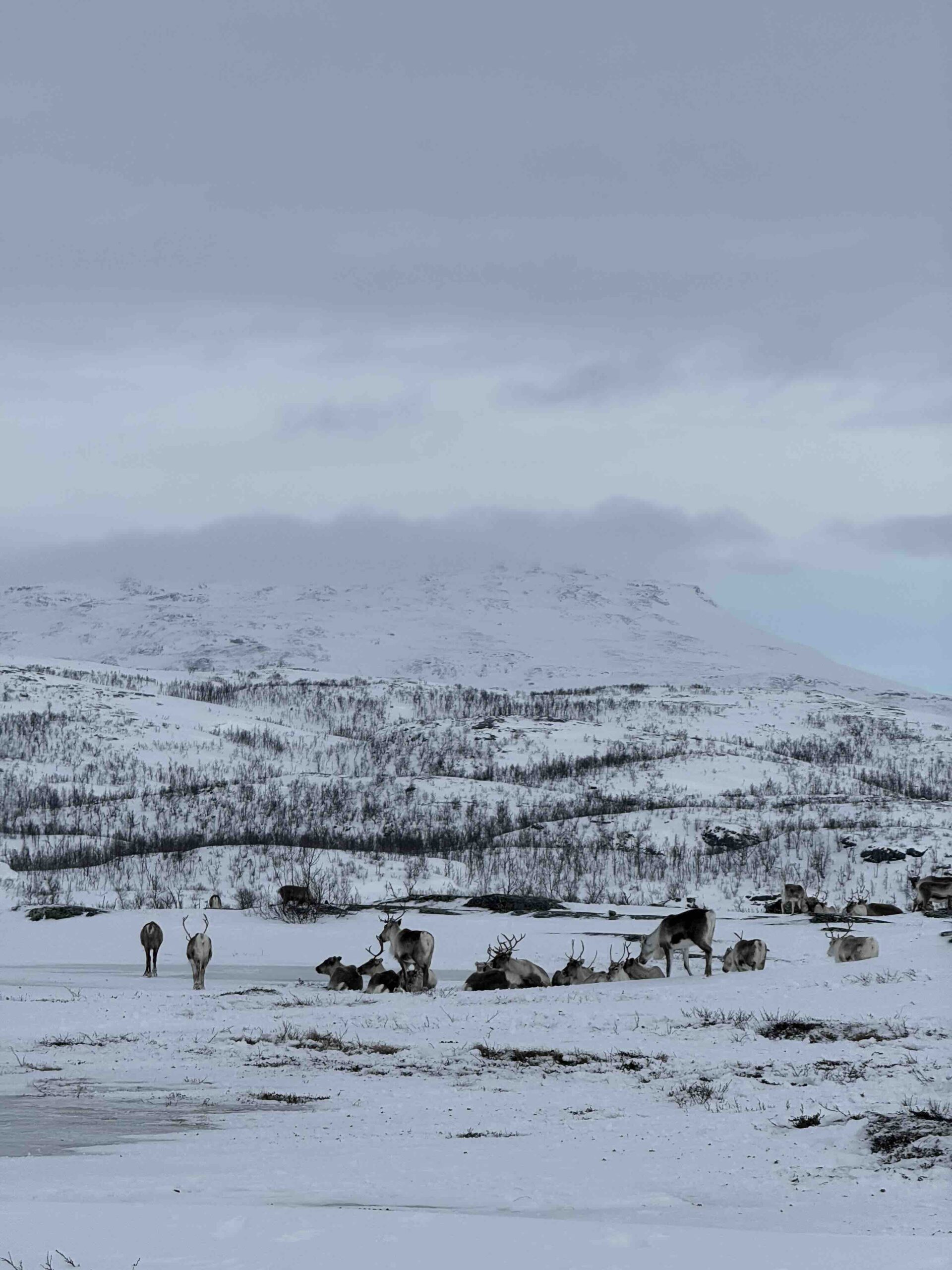 Swedish Lapland Hungrytravelfamily