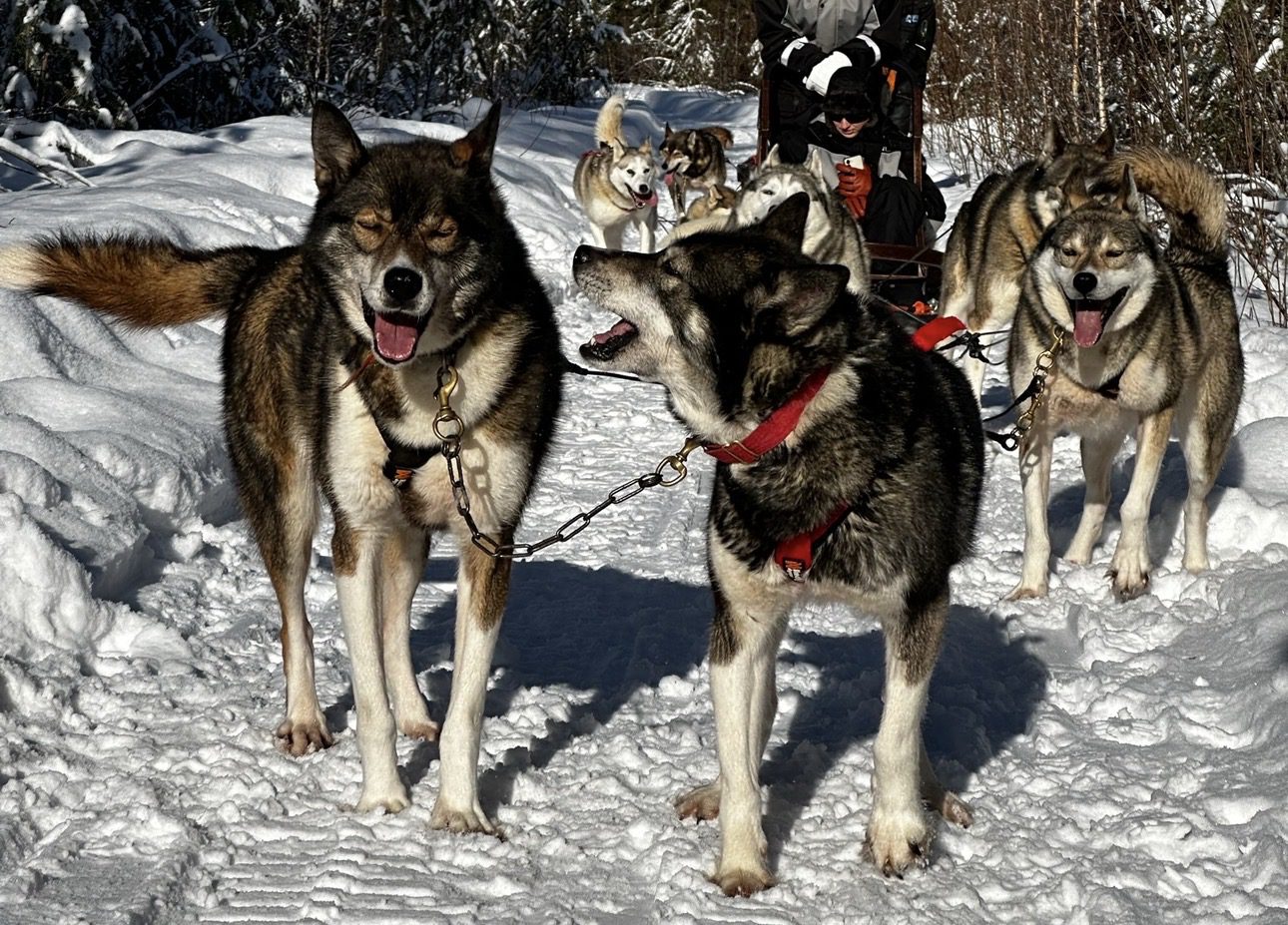 Husky tour Lapland Rovaniemi Hungrytravelfamily