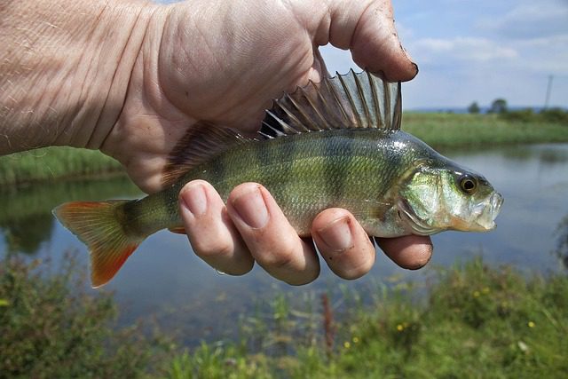 Perch Hungrytravelfamily
