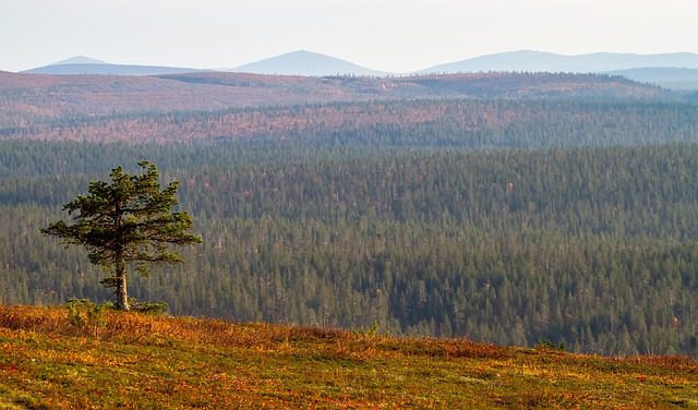 Saariselkä summer hungrytravelfamily