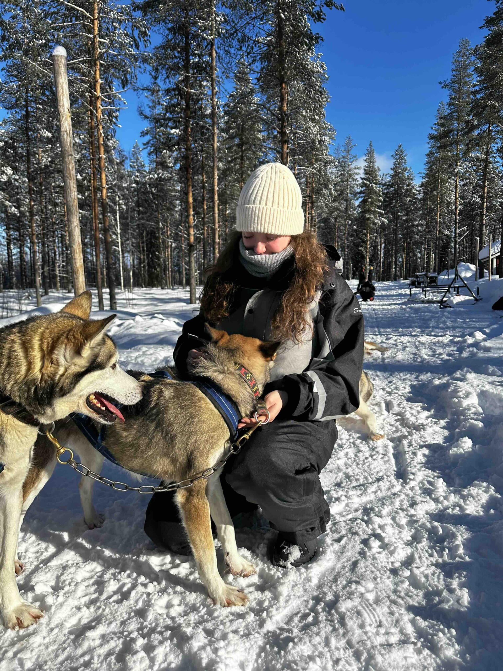 lapland huskies hungrytravelfamily