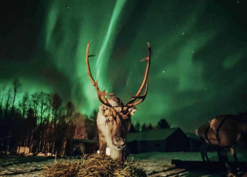 Reindeer Sleigh Ride under the Northern Lights in Rovaniemi Lapland Hungrytravelfamily