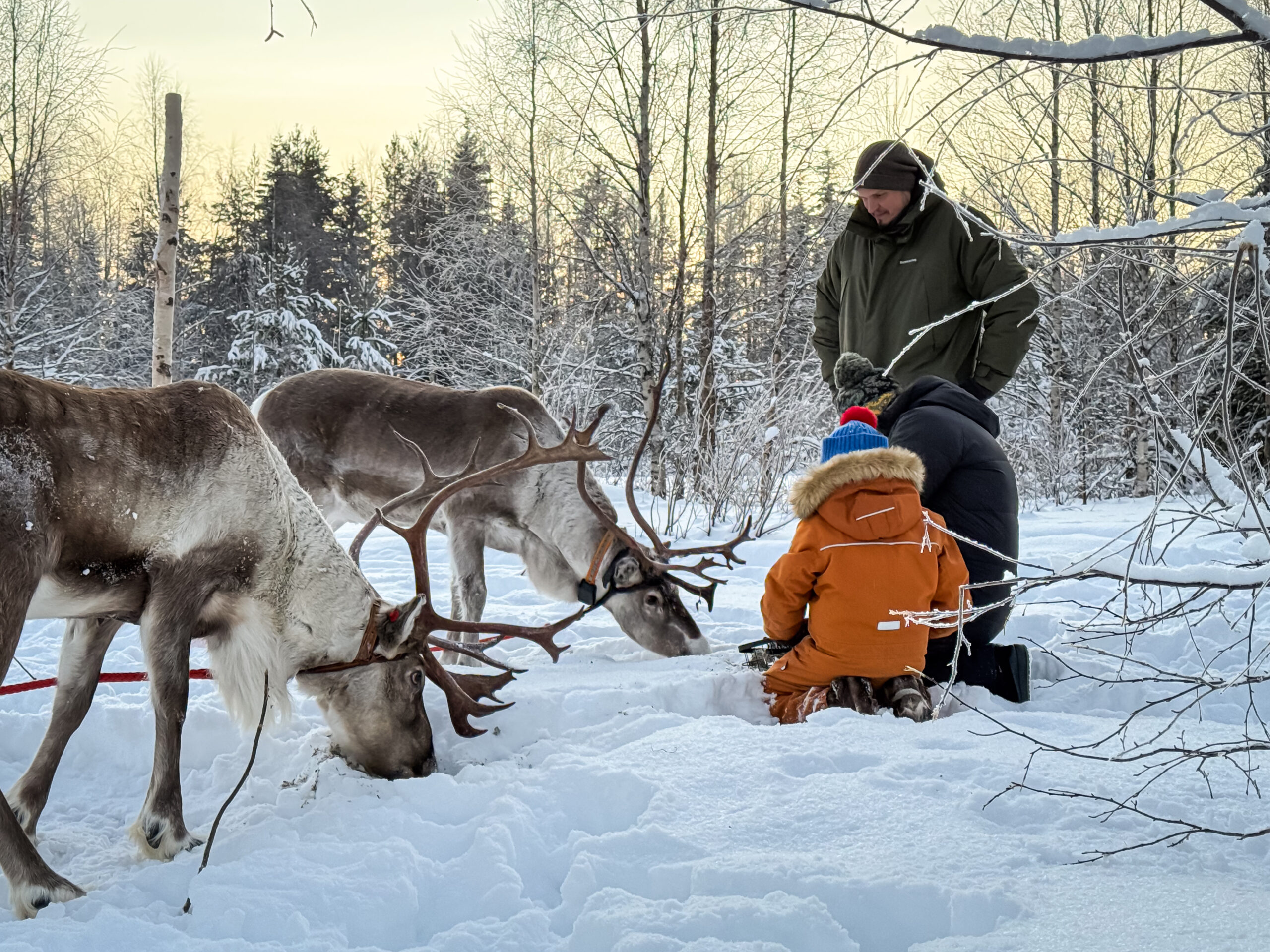 Reindeer Sleigh Ride in Rovaniemi Lapland Hungrytravelfamily