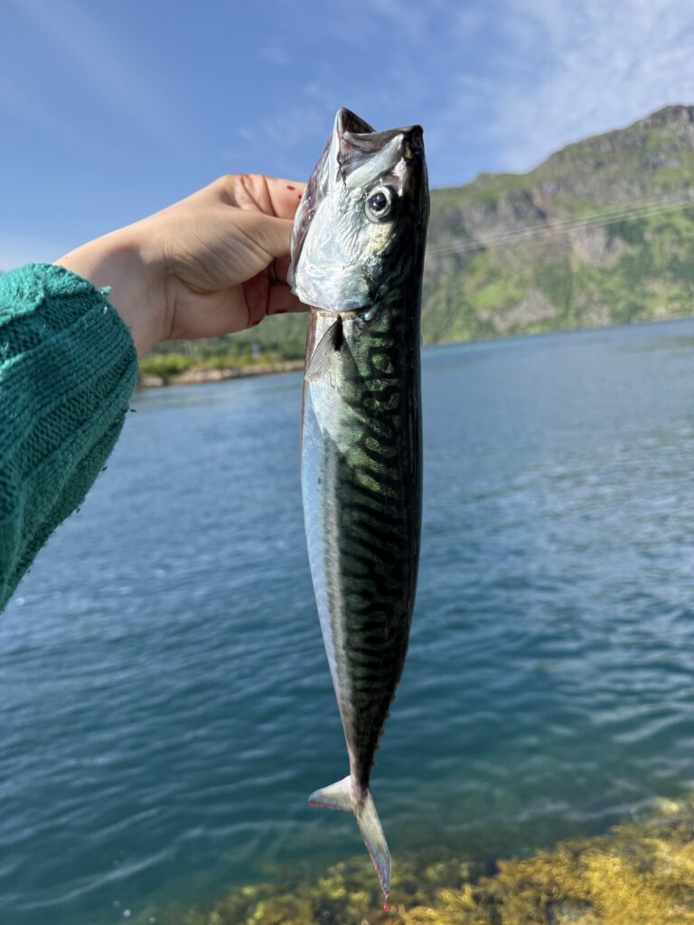 Lofoten Fishing Norway HungryTravelFamily 9257