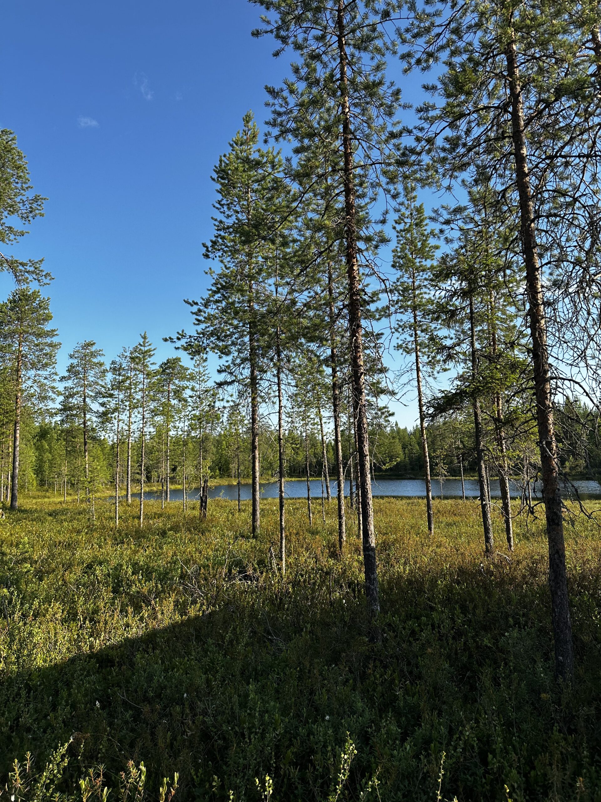 Rovaniemi in Summer — Rovaniemi, Lapland