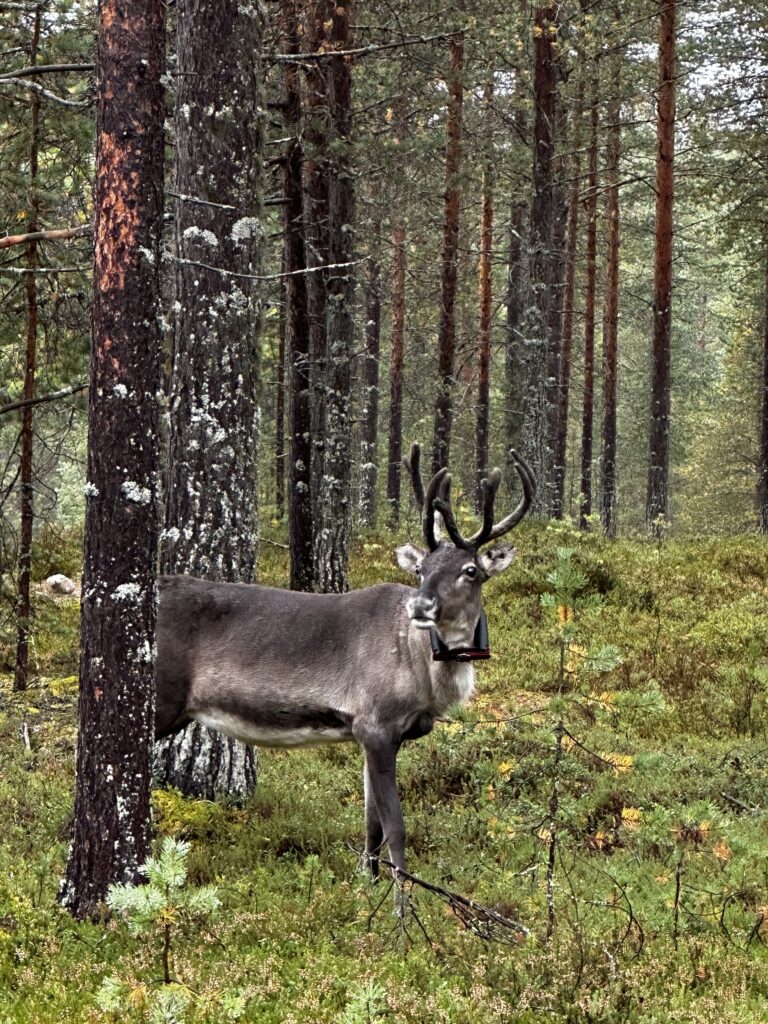 Luontokeskus päiväpaikoitusalue Suomussalmi Finland HungryTravelFamily 5510
