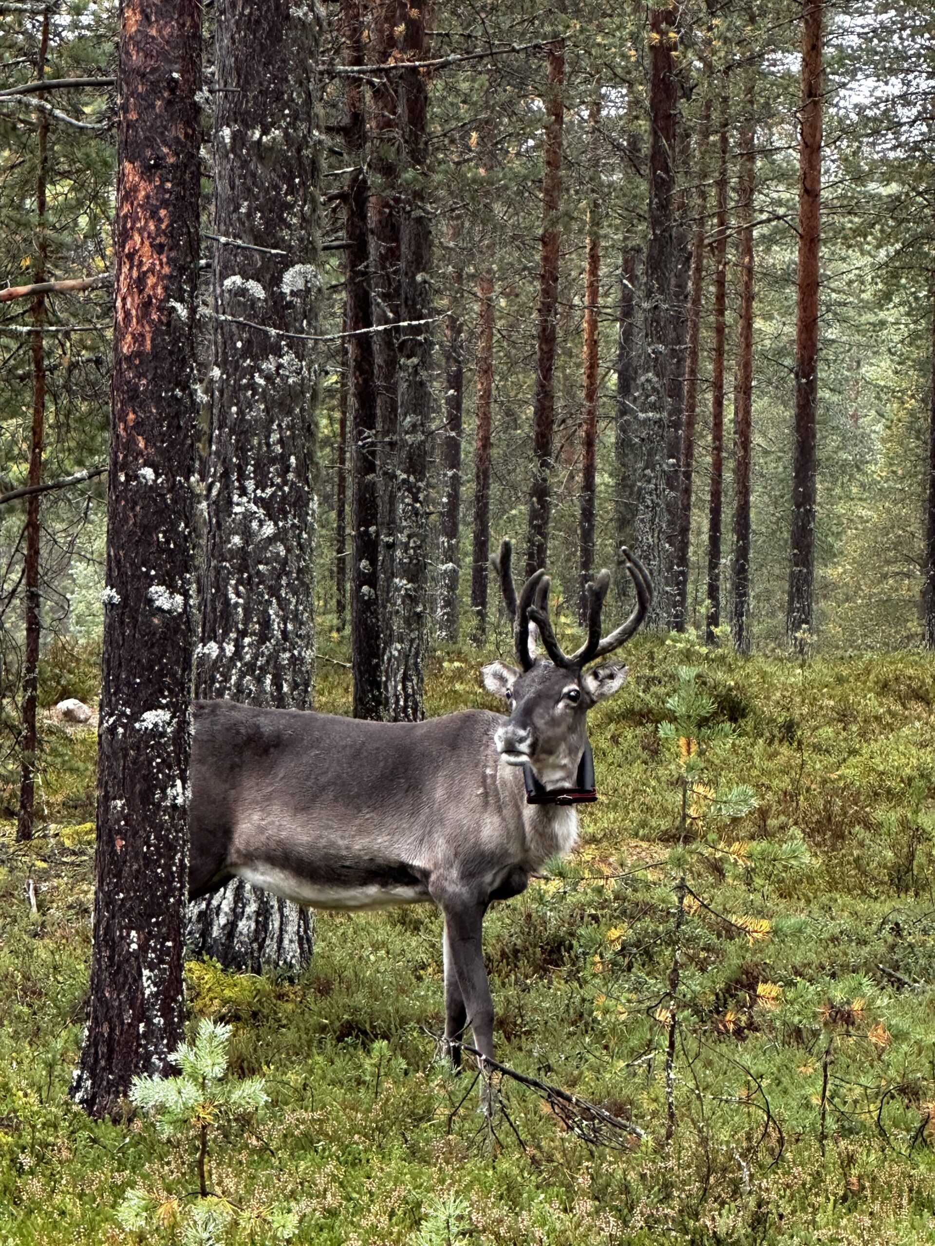Luontokeskus päiväpaikoitusalue Suomussalmi Finland HungryTravelFamily 5510