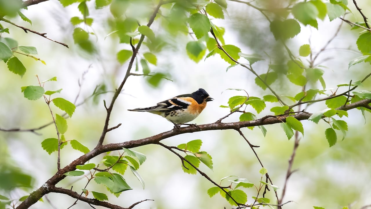 Brambling on Birch — art print by Joona Heinonen