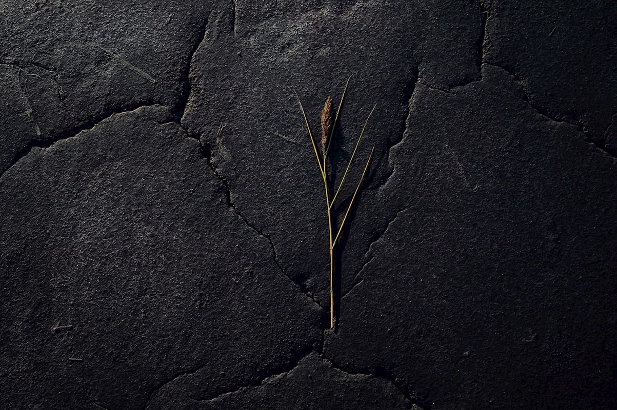 Common Reed on Clay — art print by Joona Heinonen