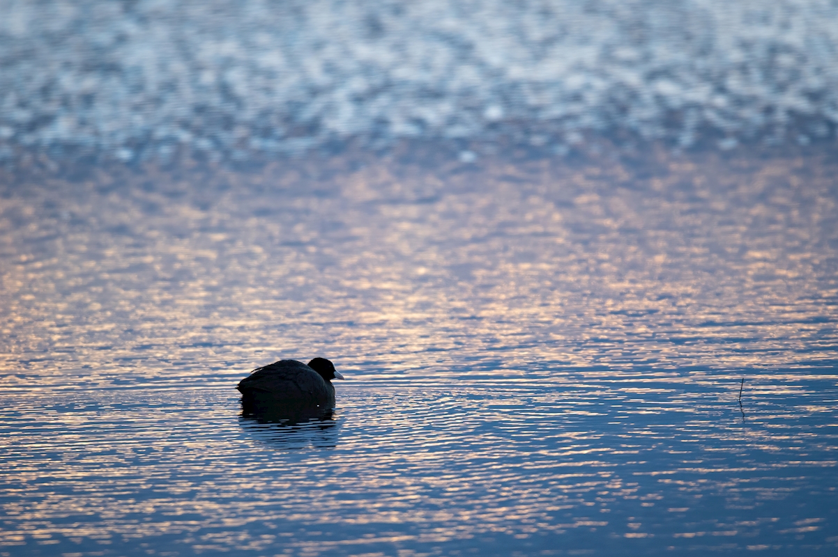 Coot Evening — art print by Joona Heinonen