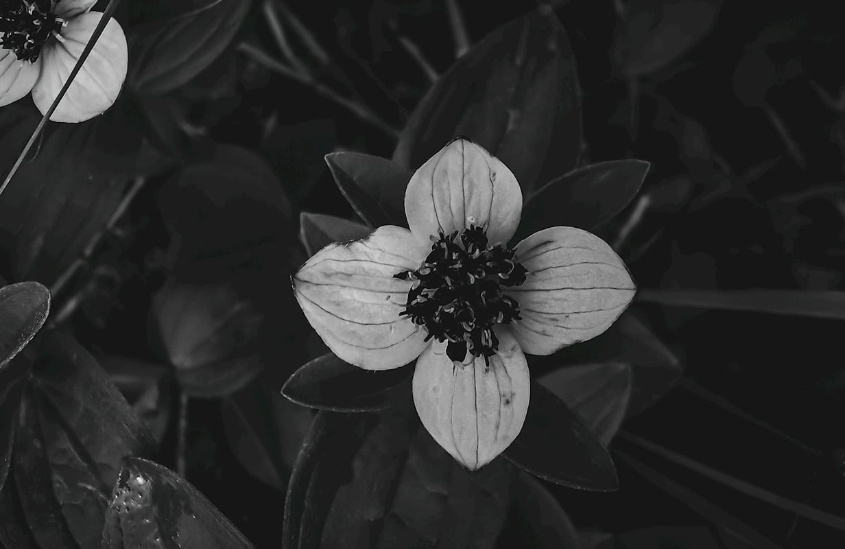 Dwarf Cornel, Black and White — art print by Joona Heinonen