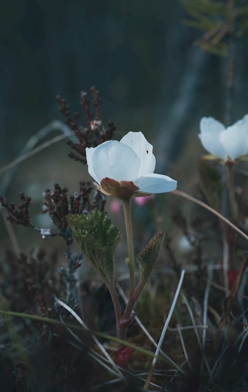 Flowering Cloudberry — art print by Joona Heinonen