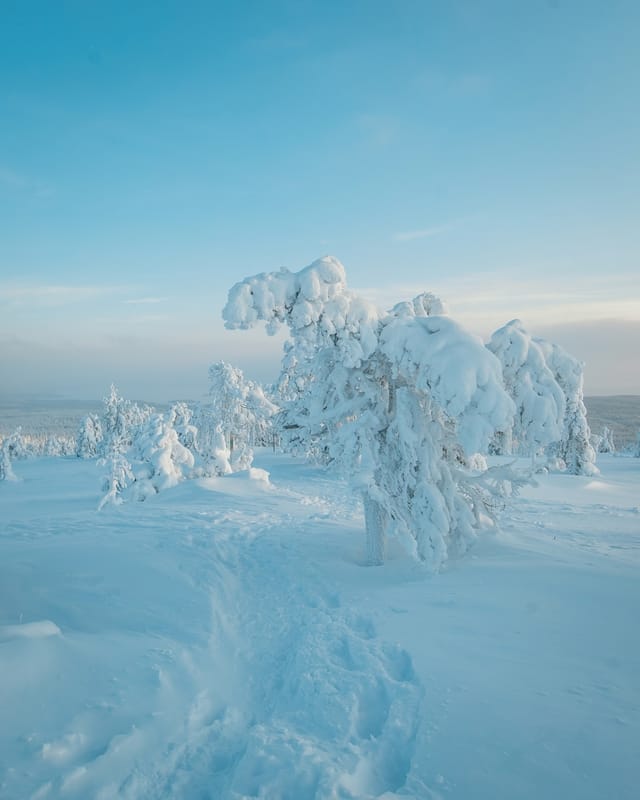 Snow-Covered Tree, Riisitunturi — art print by Joona Heinonen
