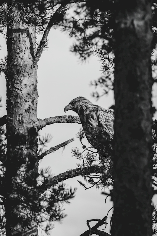 White-tailed Eagle — art print by Joona Heinonen