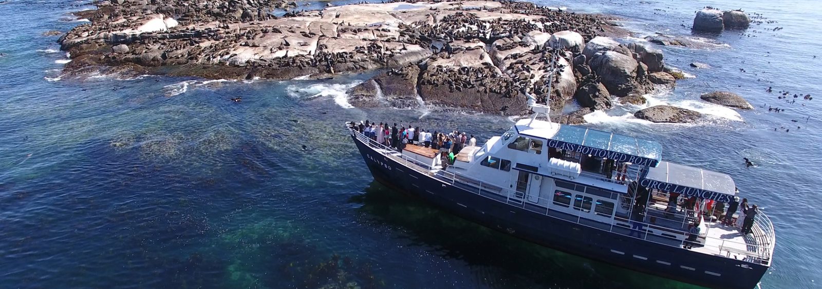 Foto dalla pagina del Seal Island Boat Trip di Cape Town Kayaks.