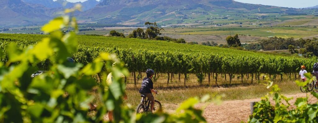 Stellenbosch Family Tour with Bikes 'n Wines, Stellenbosch, South Africa