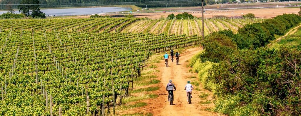 Stellenbosch Half Day Winelands Cycle Tour with Bikes 'n Wines, Stellenbosch, South Africa