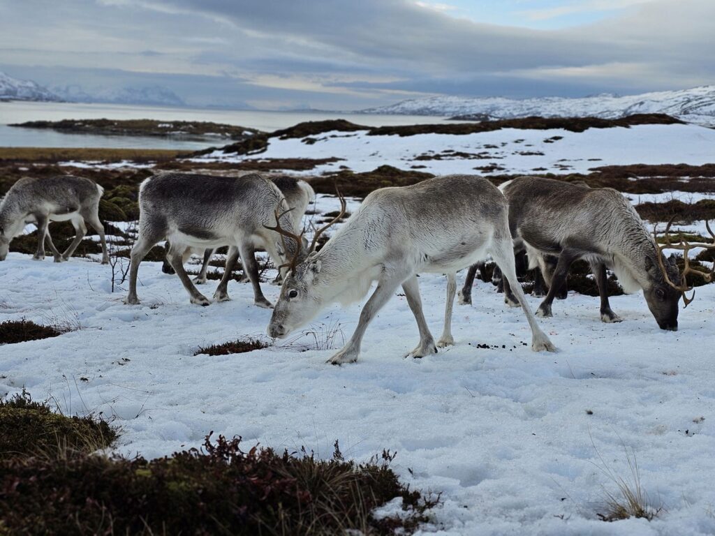 Private Reindeer Farm Visit with Legendary Adventure in Tromsø, Northern Norway